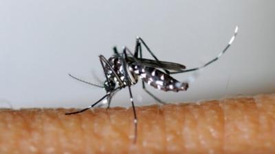 Les moustiques tigres sont arrivs : comment s'en prmunir