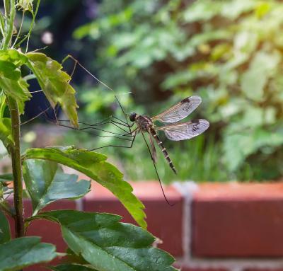 Quelles sortes de maladies peut provoquer la prsence de moustiques dans mon jardin ?