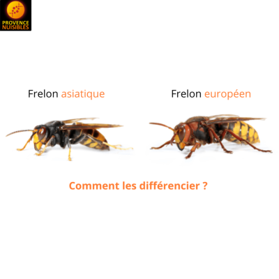 Comment diffrencier un frelon asiatique dun frelon europen ?