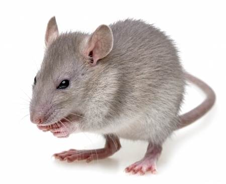 Comment tuer les souris dans vos murs ou cloisons rapidement.