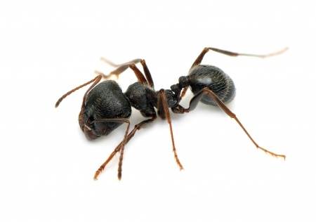 Comment tuer les fourmis