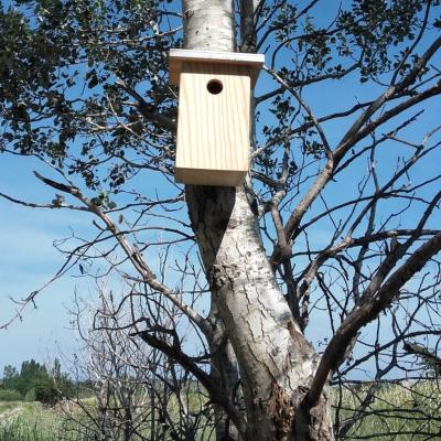 NICHOIR A MESANGES CONTRE LES CHENILLES PROCESSIONNAIRES