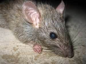 piege a rats et souris