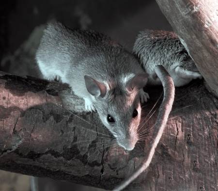 Comment proteger son habitation des rats et des souris.