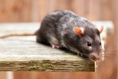 L'hiver arrive : les rats vont chercher la chaleur dans le moteur de vos voitures.