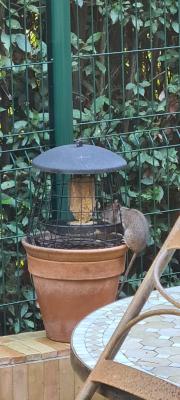 Pourquoi les rats sinvitent-ils dans vos mangeoires  oiseaux ?