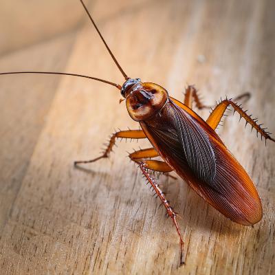 Quelles sont les zones  risque pour les infestations de cafards ?