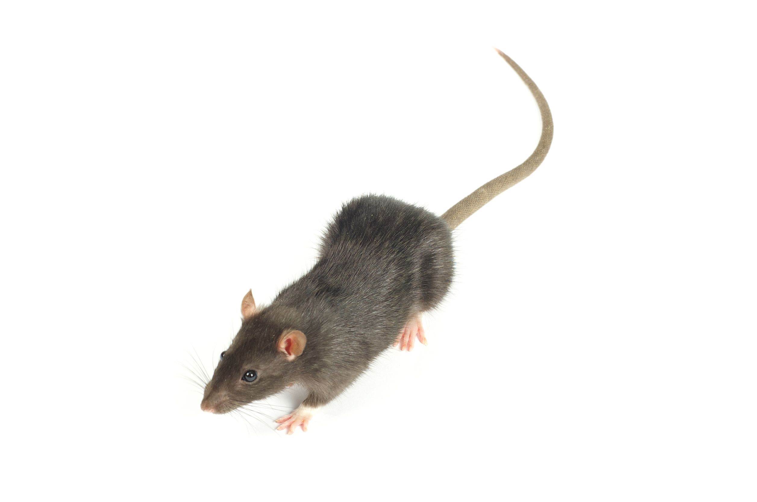 Alto Raticide/Souricide spécial Souris et Rats – Appâts