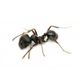 Anti fourmi 