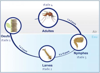 cycle de vie des moustiques