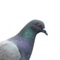 Anti pigeon