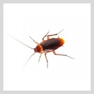 Se débarrasser des fourmis Se débarrasser des fourmis